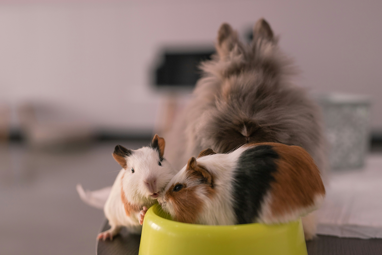 Dagens Fråga: Hur Väljer Du Rätt Foder till Ditt Husdjur?